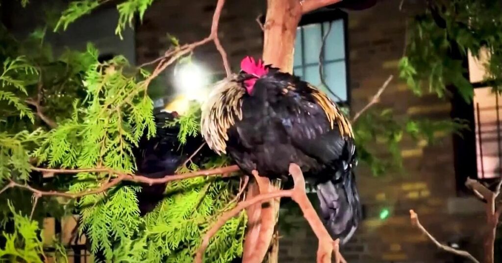 Vecinos de Nueva York se quejan del ruido producidos por gallos y gallinas criados por un residente Vecinos de Nueva York se quejan del ruido producidos por gallos y gallinas criados por un residente